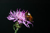beetography > 1. Western Honey Bees >  starthistle-DSC_8965