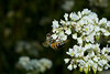 beetography > 1. Western Honey Bees >  DSC_3804