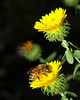 beetography > Two honey bees on gum-weed (Grindelia squarroasa, Asteraceae).  The name refers to the sticky material secreted by flowers before it opens.

Michigan State University, Beal Botanical Garden.