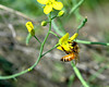beetography > A honey bee foraging on Chinese cabbage (Brassica campestris  pekinensis) flowers.

MSU Beal Botanical Gardn.