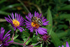 beetography > A honey bee on new England aster.
