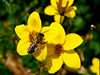 beetography > Honey bees foraging on potentilla.