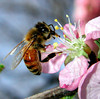 beetography > A honey bee on an ornamental peach flower. Publiched as cover photo in Journal of Experimental Biology Sep 2004 [207 (19)], Current Biology.  Also used by the BeeSpace web at University of Illinois at Urbana-Champaign.