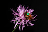 beetography > A bee foraing on purple starthisle, also known as knapweed (Centaurea calcitrapa, Asteraceae). 

This bee was manipulated for this photo, but was not harmed in this process.