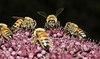 beetography > Bees foraging on Angelica gigas