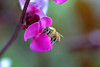 beetography > A honey bee on pea flowers*. 

This bee was manipulated for this photo, but was not harmed in this process.