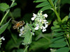 beetography > A honey bee foraging on mint flowers.