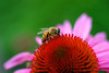 beetography > A bee on a cone flower (Echinacea purpurea, Asteraceae).  

Zach's front door steps, planted by God.