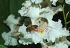 beetography > A bee on Catalpa flowers (Catalpa sp, Bignoniaceae)