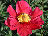 beetography > Honey bees foraging on a peony