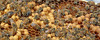 beetography > Honey bees on a comb with many drone cells.