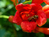 beetography > A bee foraging on trumpet vine flowers (Campsis radicans, Bignoniaceae).