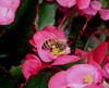 beetography > A honey bee foraging on begonia