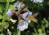 beetography > A European honey bee foraging on  Jacob's ladder (Polemonium occidentale, 
family Polemoniaceae).  Okemos, MI.