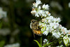 beetography > 1. Western Honey Bees >  DSC_3811