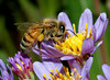 beetography > A honey bee on a late blooming aster (October, MI).  A cropped photo of the previous one.