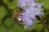 beetography > A bee on Eupatorium flowers (Asteraceae).

Zach's front yard, planted by his dear wife.