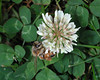 beetography > A bee working on white Dutch clover. East Lansing, Michigan.