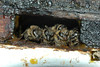 beetography > bees guarding a hole in the hivebody.