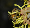 beetography > A honey bee foraging on witchhazel flowers (Hamamelis virginiana, Hamamelidaceae). I rarely see bees forage on this flower but Spring of 2005 I got lucky.... not too many of  them, perhaps only because not too many competition during April.