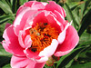 beetography > Honey bees foraging on a peony