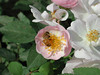 beetography > A honey bee foraging on a rose
