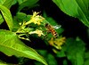 beetography > A bee in flight foraging on bush honeysuckle.