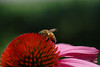 beetography > A bee on a cone flower (Echinacea purpurea, Asteraceae).

Zach's front door steps, planted by God.