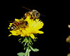 beetography > Two honey bees on gum-weed (Grindelia squarroasa, Asteraceae).  The name refers to the sticky material secreted by flowers before it opens.

Michigan State University, Beal Botanical Garden.