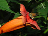 beetography > A bee foraging on trumpet vine flowers (Campsis radicans, Bignoniaceae).