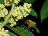 beetography > A bee  foraging on sumac flowers.
