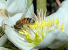 beetography > A bee on Christmas rose.  This flower blooms in Feb while there are still snow on ground, till about April.
