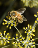 beetography > A honey bee on an apiaceae flower.