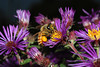beetography > A honey bee on new England aster.