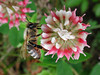 beetography > A bee working on alsike clover. East Lansing, Michigan.