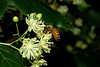 beetography > A honey bee on basswood flowers