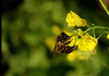 beetography > A honey bee foraging on Chinese cabbage (Brassica campestris  pekinensis) flowers.   They were blooming in my back yard Sept to October 2004. 

Zach's vege garden, planted by his parents.