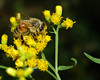 beetography > A bee on flowers of flat-topped goldenrod (Euthamia graminifolia, Asteraceae).

MSU Beal Botanical Garden.