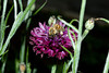 beetography > A honey bee foraging on Bachelor's button, or cornflower (Centaurea cyanus).  Roanoke, Virginia. June 2006.