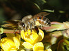 beetography > A honey bee foraging on mahonia flowers (Mahonia aquafolium, Berberidaceae).  Other names of this flower include Oregan grape, holly-leaved barberry.