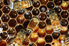 beetography > Worker bees on cells with pollen (yellow) or honey (liquid).
