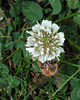 beetography > A bee working on white Dutch clover. East Lansing, Michigan.