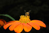 beetography > A bee foraging on Mexican sunflower (Tithonia rotundiflora, Asteraceae). 

MSU Beal Botanical Garden.