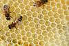 beetography > Worker honey bees on honey comb