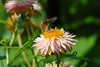 beetography > A bee in flight while foraging on a strawflower (Helichrysum bracteatum, Asteraceae).

Michigan State University, Beal Botanical Garden.