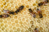 beetography > Worker honey bees on brood comb