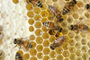 beetography > Worker honey bees on honey comb