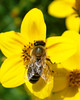 beetography > A bee on a type of aster.  A closer crop of the previous picture. 

Shot in Germany, in the street of downtown Wuertzburg.