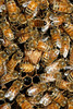 beetography > honey bees on a queen cell