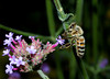 beetography > A bee foraging on...
